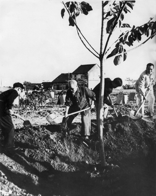 Ngày 28-11-1959: Bác Hồ phát động phong trào Tết trồng cây